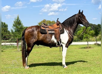 Fox trotter de Missouri, Caballo castrado, 11 años, 152 cm, Castaño rojizo