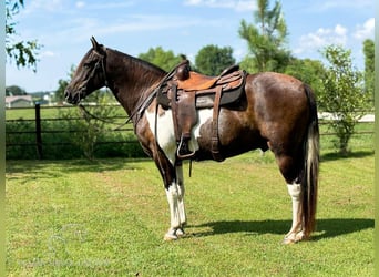 Fox trotter de Missouri, Caballo castrado, 11 años, 152 cm, Castaño rojizo