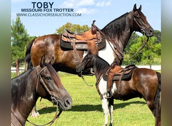 Fox trotter de Missouri, Caballo castrado, 11 años, 152 cm, Castaño rojizo