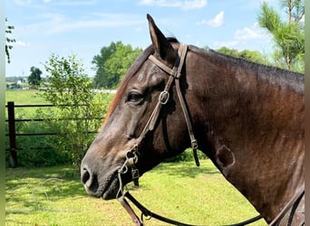 Fox trotter de Missouri, Caballo castrado, 11 años, 152 cm, Castaño rojizo