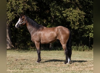 Fox trotter de Missouri, Caballo castrado, 11 años, 152 cm, Castaño rojizo
