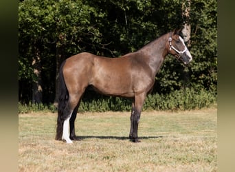 Fox trotter de Missouri, Caballo castrado, 11 años, 152 cm, Castaño rojizo