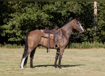 Fox trotter de Missouri, Caballo castrado, 11 años, 152 cm, Castaño rojizo