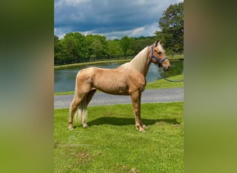 Fox trotter de Missouri, Caballo castrado, 11 años, 152 cm, Palomino