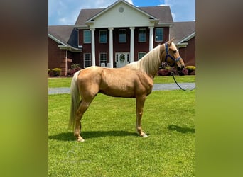 Fox trotter de Missouri, Caballo castrado, 11 años, 152 cm, Palomino