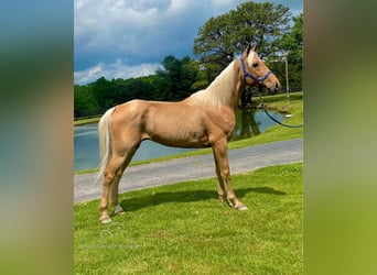 Fox trotter de Missouri, Caballo castrado, 11 años, 152 cm, Palomino