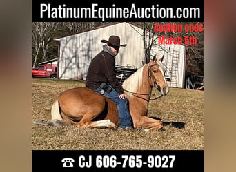 Fox trotter de Missouri, Caballo castrado, 11 años, 152 cm, Palomino