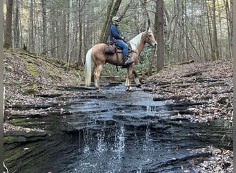 Fox trotter de Missouri, Caballo castrado, 11 años, 152 cm, Palomino