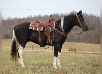 Fox trotter de Missouri, Caballo castrado, 11 años, 152 cm, Tobiano-todas las-capas