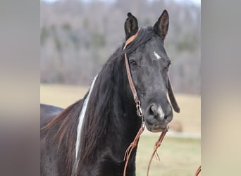 Fox trotter de Missouri, Caballo castrado, 11 años, 152 cm, Tobiano-todas las-capas