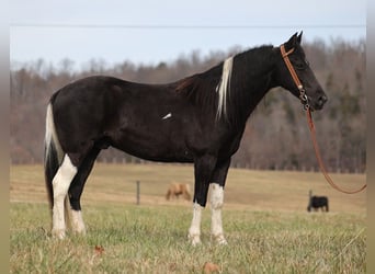 Fox trotter de Missouri, Caballo castrado, 11 años, 152 cm, Tobiano-todas las-capas