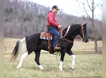 Fox trotter de Missouri, Caballo castrado, 11 años, 152 cm, Tobiano-todas las-capas