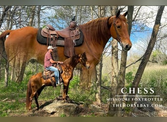 Fox trotter de Missouri, Caballo castrado, 11 años, 155 cm, Alazán rojizo