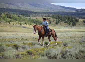 Fox trotter de Missouri, Caballo castrado, 11 años, 163 cm, Alazán-tostado