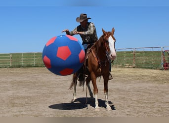 Fox trotter de Missouri, Caballo castrado, 11 años, 163 cm, Alazán-tostado