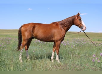 Fox trotter de Missouri, Caballo castrado, 11 años, 163 cm, Alazán-tostado