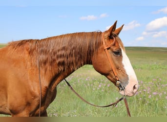 Fox trotter de Missouri, Caballo castrado, 11 años, 163 cm, Alazán-tostado