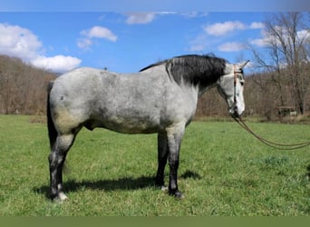 Fox trotter de Missouri, Caballo castrado, 11 años, 165 cm, Tordo rodado