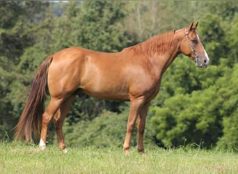 Fox trotter de Missouri, Caballo castrado, 11 años, Alazán rojizo