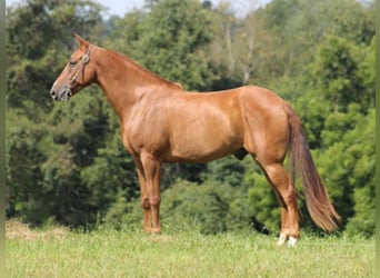 Fox trotter de Missouri, Caballo castrado, 11 años, Alazán rojizo