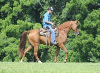 Fox trotter de Missouri, Caballo castrado, 11 años, Alazán rojizo