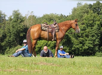 Fox trotter de Missouri, Caballo castrado, 11 años, Alazán rojizo