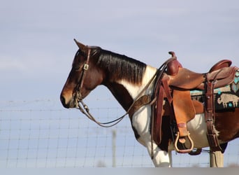 Fox trotter de Missouri, Caballo castrado, 11 años, Castaño rojizo