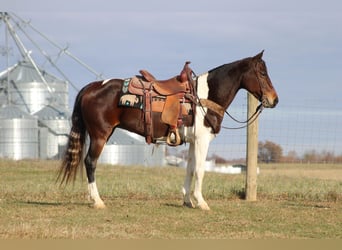 Fox trotter de Missouri, Caballo castrado, 11 años, Castaño rojizo