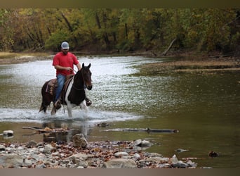 Fox trotter de Missouri, Caballo castrado, 11 años, Castaño rojizo