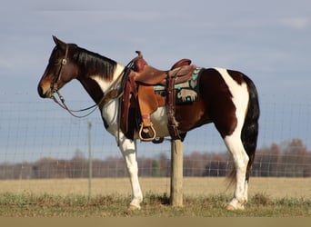 Fox trotter de Missouri, Caballo castrado, 11 años, Castaño rojizo