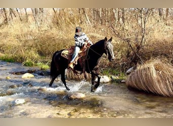 Fox trotter de Missouri, Caballo castrado, 12 años, 142 cm, Negro