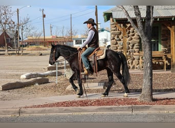 Fox trotter de Missouri, Caballo castrado, 12 años, 142 cm, Negro