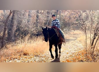 Fox trotter de Missouri, Caballo castrado, 12 años, 142 cm, Negro