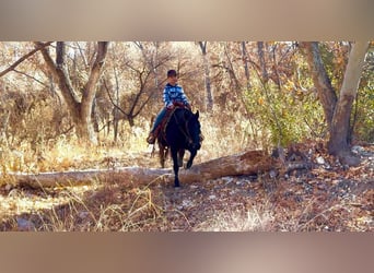 Fox trotter de Missouri, Caballo castrado, 12 años, 142 cm, Negro