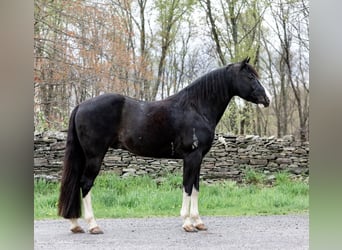 Fox trotter de Missouri, Caballo castrado, 12 años, 145 cm, Negro