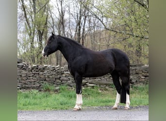 Fox trotter de Missouri, Caballo castrado, 12 años, 145 cm, Negro