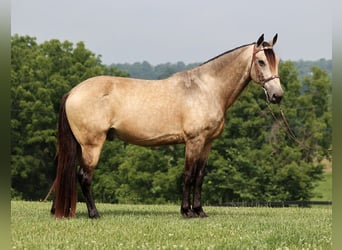 Fox trotter de Missouri, Caballo castrado, 12 años, 150 cm, Buckskin/Bayo