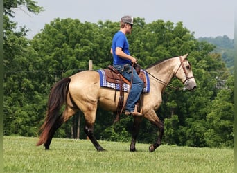 Fox trotter de Missouri, Caballo castrado, 12 años, 150 cm, Buckskin/Bayo