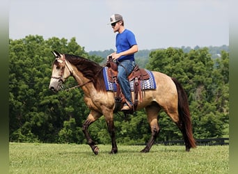 Fox trotter de Missouri, Caballo castrado, 12 años, 150 cm, Buckskin/Bayo