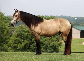 Fox trotter de Missouri, Caballo castrado, 12 años, 150 cm, Buckskin/Bayo