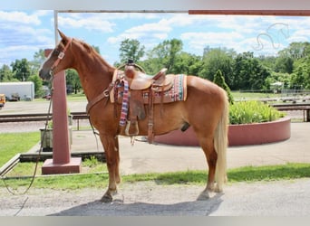 Fox trotter de Missouri, Caballo castrado, 12 años, 152 cm, Alazán rojizo