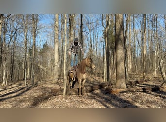 Fox trotter de Missouri, Caballo castrado, 12 años, 152 cm, Champán