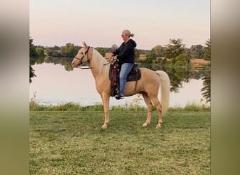 Fox trotter de Missouri, Caballo castrado, 12 años, 152 cm, Palomino