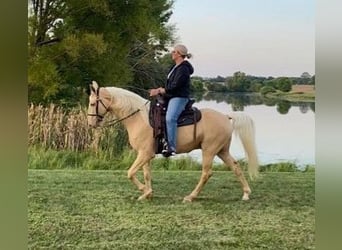 Fox trotter de Missouri, Caballo castrado, 12 años, 152 cm, Palomino