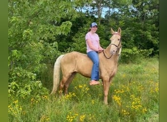 Fox trotter de Missouri, Caballo castrado, 12 años, 152 cm, Palomino