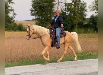 Fox trotter de Missouri, Caballo castrado, 12 años, 152 cm, Palomino