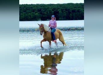 Fox trotter de Missouri, Caballo castrado, 12 años, 152 cm, Palomino