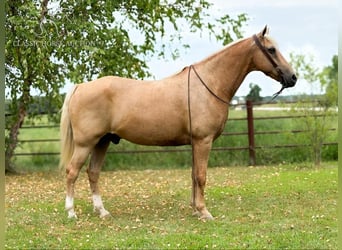 Fox trotter de Missouri, Caballo castrado, 12 años, 152 cm, Palomino