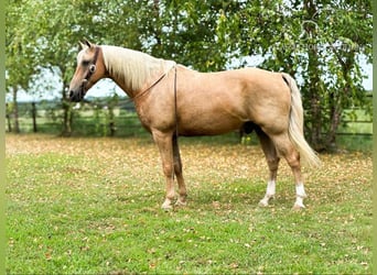 Fox trotter de Missouri, Caballo castrado, 12 años, 152 cm, Palomino