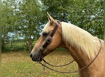 Fox trotter de Missouri, Caballo castrado, 12 años, 152 cm, Palomino